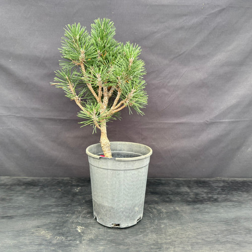 Full view of grafted Japanese Black Pine Kotobuki pre-bonsai with compact dark green needles in a black plastic grow pot