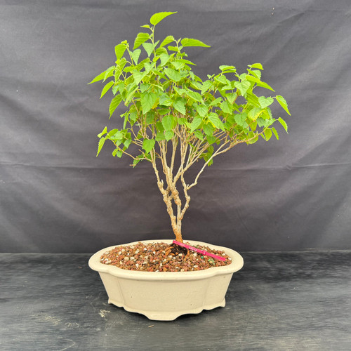 Full front view of Mulberry bonsai with multiple slender trunks, green canopy and cream glazed Yixing ceramic pot