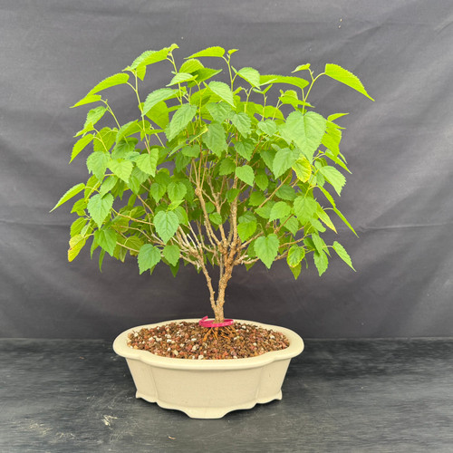 Front view of a 16-inch Mulberry bonsai with a full green canopy in a cream glazed Yixing ceramic pot.