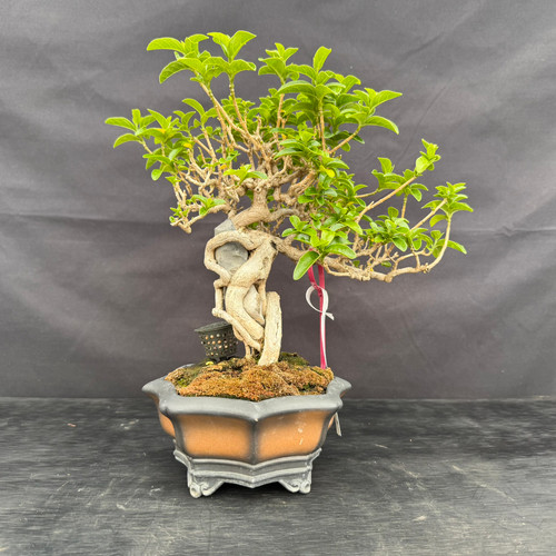 Front view of a tropical Premna bonsai with exposed roots wrapped around rock, green foliage and a decorative ceramic pot.