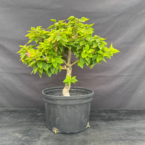 Full view of a Pink Pixie Bougainvillea pre-bonsai with a gently curved thick trunk, broad branching canopy and green and gold variegated foliage in a black plastic grow pot.