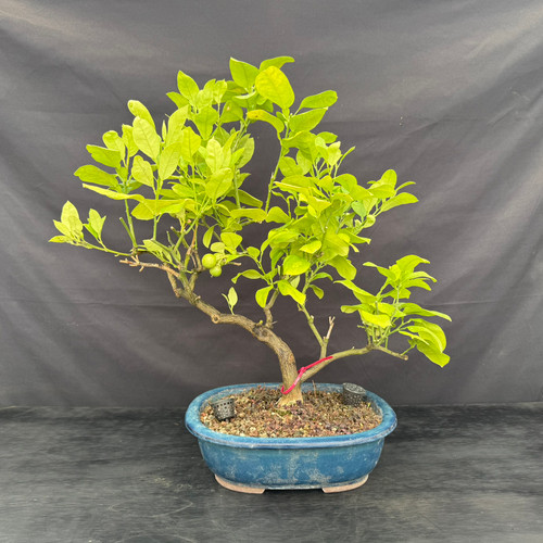 Full front view of a large fruiting lime bonsai with a mature moving trunk, broad leafy canopy, visible green limes and blue oval ceramic pot.