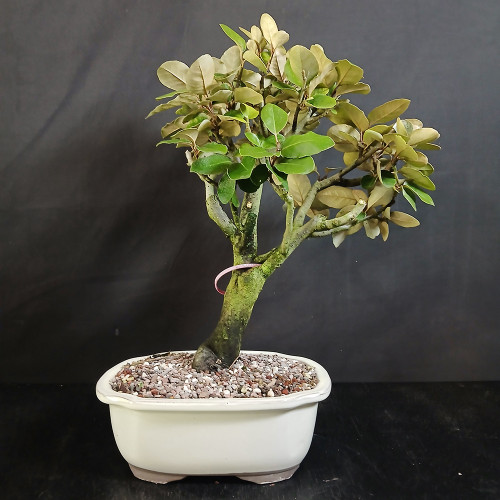 Silverberry bonsai in a cream glazed Japanese ceramic pot, showing an upright trunk, compact canopy, green leaf tops, and silvery leaf undersides.