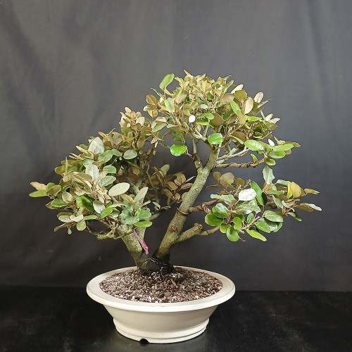 Front view of large Silverberry bonsai showing a wide canopy, twin trunk base, mixed green and silver-toned foliage, and cream glazed Yixing ceramic pot.