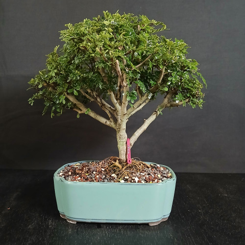 Chinese Pepper bonsai in a light blue glazed Japanese ceramic pot with a rounded canopy of tiny glossy green leaves, pale yellow-toned trunk, and exposed surface roots.