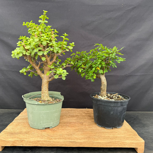 Exact Dwarf Jade and Chinese Elm pre-bonsai kit displayed together on a wooden riser, featuring a 13-inch Dwarf Jade in a green 6-inch grow pot and a 6-inch Chinese Elm in a black 6-inch grow pot