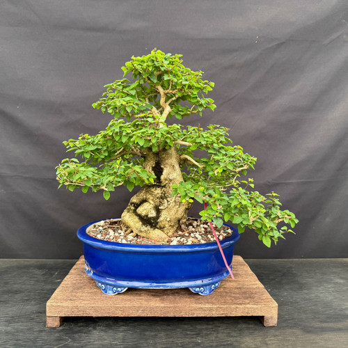 Full front view of a mature Parrot’s Beak bonsai with a thick sculptural trunk, layered ramified canopy, dense green foliage, and a blue glazed Yixing ceramic pot