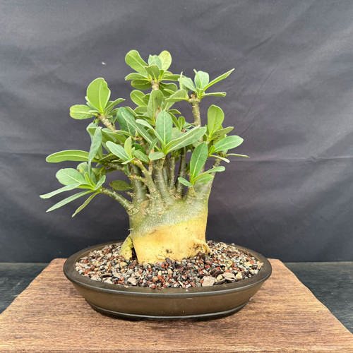 Full front view of a mature Desert Rose with a massive swollen caudex, multiple upright trunks, thick green leaves, and an unglazed oval Yixing ceramic pot