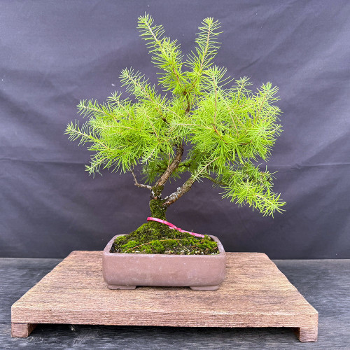 Front view of the collected larch bonsai with bright green foliage, twin-trunk structure, a moss-covered base, and an unglazed ceramic pot.