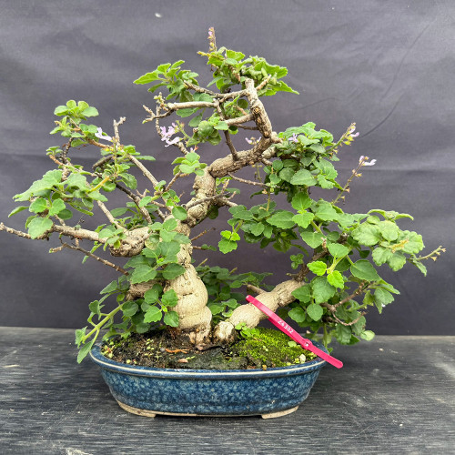 Bonsai Mint with sculptural pale trunks and lavender flowers, blue glazed pot