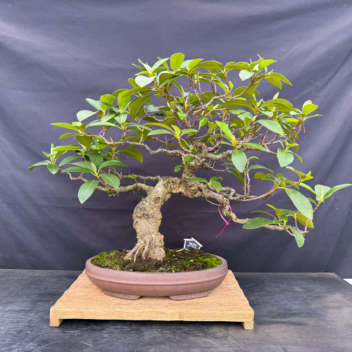 Mature Dwarf African Strangler Fig bonsai with a powerful trunk, unglazed oval pot