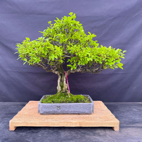 Mature Privet bonsai with a broad green canopy, in a Don Gould handmade pot