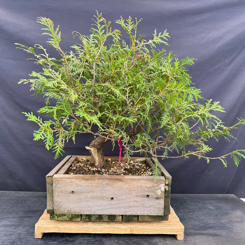 Eastern White Cedar pre-bonsai with a rugged trunk and exposed deadwood
