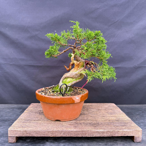 Full front view of the Itoigawa Shimpaku with a twisting trunk, visible shari and jin, wired green foliage, and a chipped orange Tokoname grow pot.