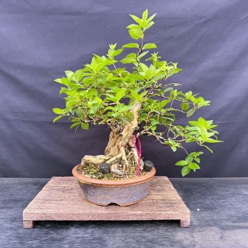 Full front view of the mature Hydrangea bonsai with a powerful aged trunk, exposed roots, wired branches, green foliage, and a Sara Rayner pot.