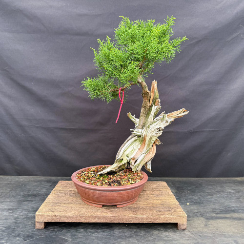 Shimpaku juniper with a tall weathered deadwood trunk, in a Sam Miller pot