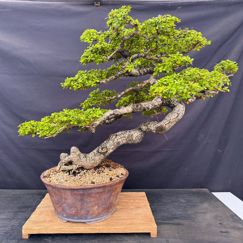 Mature Black Olive bonsai with a sweeping gray trunk, in a Sam Miller pot