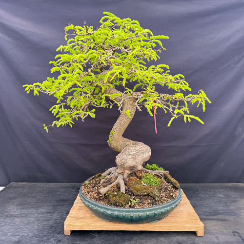 Full front view of the mature Tamarind bonsai with a massive rounded base, exposed surface roots, sharply curving trunk, wired canopy, bright green compound foliage, and an oval blue-green Shuho Tokoname pot.