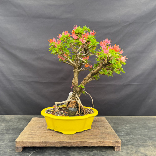 Full front view of a mature Pink Pixie Bougainvillea bonsai with a textured forking trunk, exposed roots, green foliage, pink flowering bracts, and a bright yellow glazed Yixing pot.
