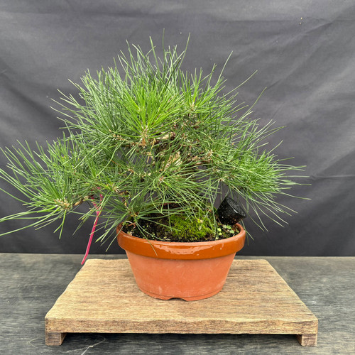 Full view of a seed-grown Japanese Black Pine pre-bonsai with long uncut needles and a round Tokoname grow pot.