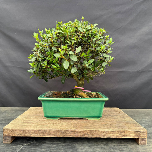 Front view of a Schillings Dwarf Ilex bonsai with a dense rounded canopy, sturdy exposed trunk and rectangular green glazed ceramic pot.
