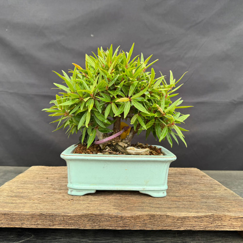Front view of a compact Willow Leaf Ficus clump with dense narrow foliage, multiple trunks and a light green rectangular ceramic pot.
