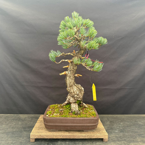 Full front view of a Japanese White Pine bonsai styled by Peter Olson, showing a rugged upright trunk, wired blue-green foliage pads and a rectangular unglazed brown ceramic pot.