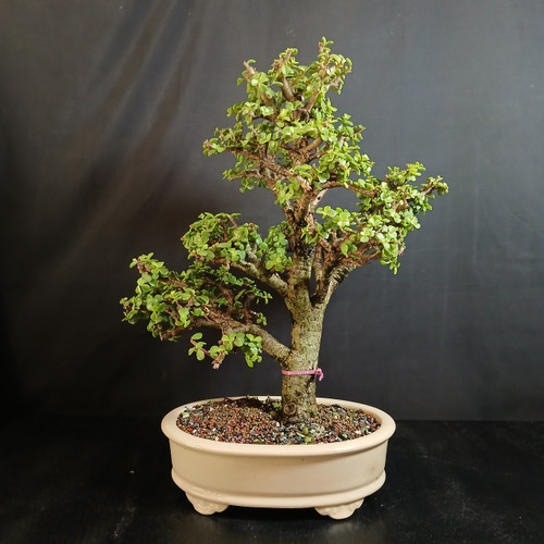 Full front view of a tall upright Dwarf Jade bonsai with tiered green branches in a wide cream glazed oval Yixing pot