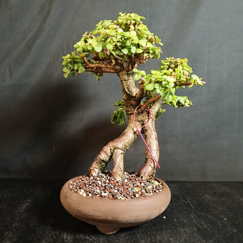Full front view of a twin-trunk Dwarf Jade bonsai with crossing trunks and two foliage pads in a round brown unglazed Japanese pot