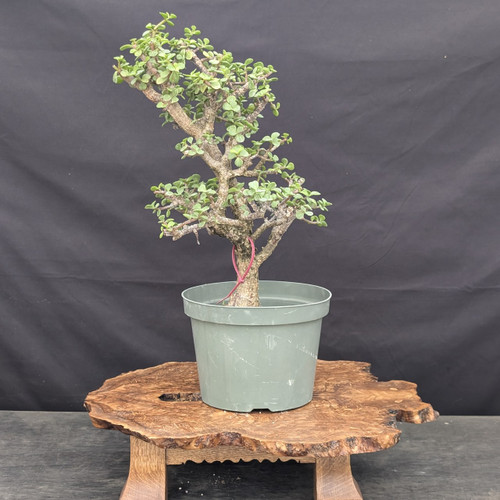 Cork Bark Jade (Portulacaria afra) pre-bonsai, tree 22891, full front view on a display stand