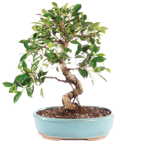 Golden Gate Tiger Bark Ficus indoor bonsai tree in a shallow teal glazed oval pot