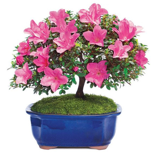 Satsuki Azalea outdoor bonsai in full bloom, covered in vibrant pink trumpet shaped flowers