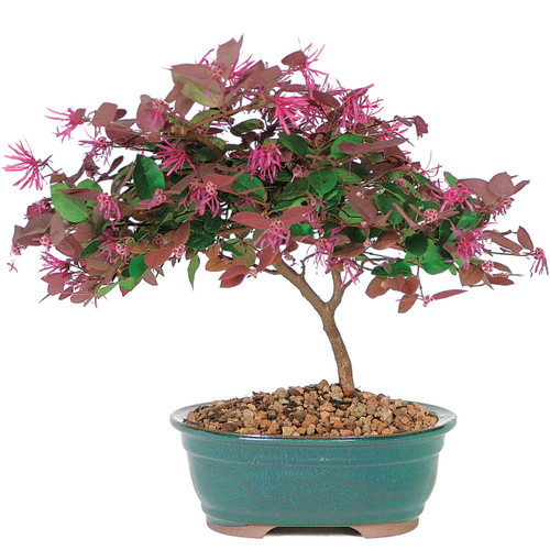 Quality Bonsai Trees Supplies 100 000 Trees Shipped