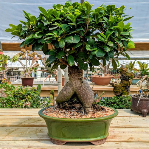 A meticulously cared-for Ginseng Grafted Ficus bonsai tree, a popular and hardy indoor bonsai variety for beginners. The tree's most prominent feature is its thick, greyish-brown bulbous roots, or caudex, which join together to form a shape reminiscent of a person standing. These massive roots emerge from a shallow, oval-shaped ceramic bonsai pot glazed in a rich, dark green color. The soil surface is covered with a layer of small, multi-colored gravel. Emerging from the top of the grafted trunk is a lush, rounded canopy of small, vibrant, glossy green leaves typical of the Ficus microcarpa species. The bonsai sits on a light-colored wooden slatted bench within a sunlit greenhouse environment. In the background, other potted plants, including succulents and smaller bonsai, are visible against the translucent white walls of the greenhouse, creating a serene and professional horticultural setting.