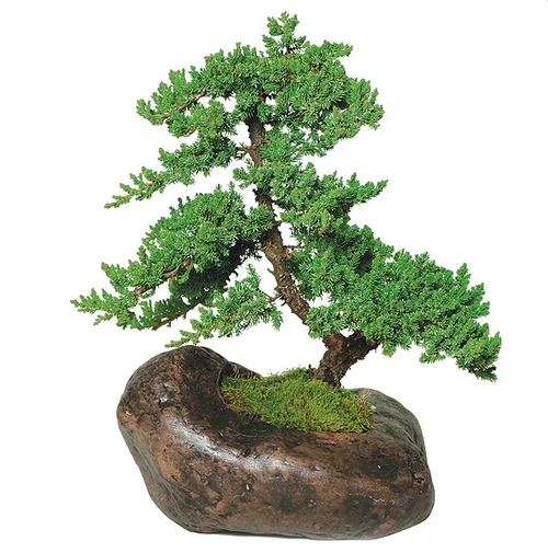 Juniper Procumbens Nana outdoor bonsai in a dark brown rock style ceramic pot