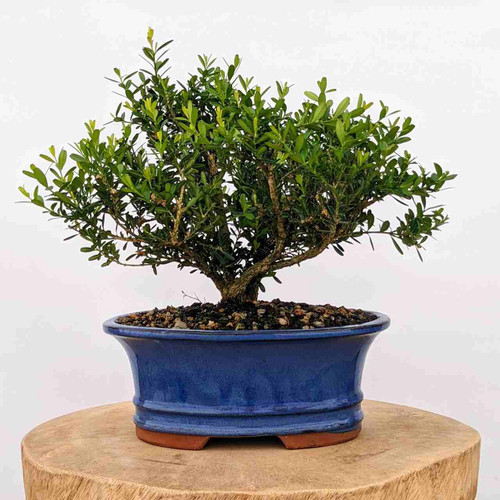 An image of a mature Harland Boxwood (Buxus harlandii) bonsai tree, a popular and hardy species frequently recommended as a top choice for beginner bonsai enthusiasts. The tree features a dense, rounded canopy of small, lustrous, oval-shaped dark green leaves, with lighter lime-green new growth appearing at the tips of the branches. Its thick, sturdy central trunk exhibits a characteristically rough, corky bark texture and splits into several well-established branches that give the tree a full, bushy appearance. The bonsai is housed in a decorative, oval-shaped, deep cobalt-blue glazed ceramic pot with a flared rim and two horizontal ridges near the base. The pot is filled with a dark, rocky bonsai soil mix. The entire arrangement is displayed on a thick, natural-finish circular wood stand against a clean, solid white background, emphasizing the vibrant greens of the foliage and the rich blue of the pot.