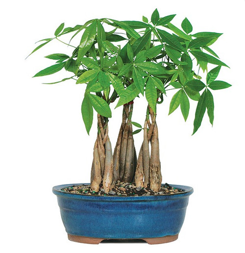 Beginner Bonsai Trees | Bonsai Outlet