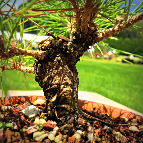 Japanese Black Pine "Hayabusa" Pre-Bonsai (C1286) - Bonsai ...