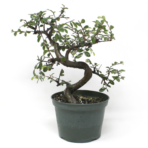 Chinese Elm Bonsai Tree Starter Kit Bonsai Outlet