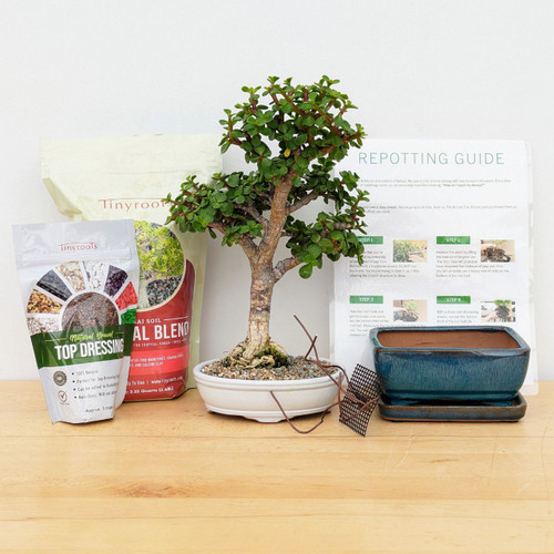 A comprehensive bonsai repotting starter kit is neatly arranged on a light-colored wooden table against a plain white background. At the center sits a mature Dwarf Jade (Portulacaria afra) bonsai tree, characterized by its thick, textured woody trunk and small, vibrant green succulent leaves. The tree is currently planted in a shallow, cream-colored oval ceramic pot. 

To its left are two bags of professional bonsai supplies from the brand Tinyroots: a large bag of "Tropical Blend" bonsai soil and a smaller pouch of "Natural Gravel Top Dressing." To the right of the tree is a new, rectangular bonsai pot with a deep-blue glaze and a matching ceramic water tray. Accessories for the repotting process, including a length of copper-colored training wire and a small square of black plastic drainage mesh, sit on the table in front of the blue pot.  Standing behind the new pot is an instructional "Repotting Guide" pamphlet, featuring four numbered steps with color photographs to assist the gardener through the process of transplanting their bonsai.