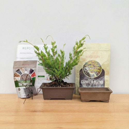 A comprehensive Shimpaku Juniper DIY Bonsai Kit is arranged on a light-colored wooden surface against a plain white background. At the center of the display is a young Shimpaku Juniper tree growing in a simple rectangular brown plastic nursery pot. The tree features vibrant, dense green needle-like foliage with several long, delicate branches arching upwards.

To the left of the juniper sits a small bag of Tinyroots Bonsai Blend Top Dressing, showing an assortment of colorful decorative stones through its clear window. In front of this bag lies a square piece of black plastic drainage mesh. Behind the tree, a white instructional guide with the word "REPOTTING" visible at the top is partially shown.

To the right of the tree stands a larger bag of Tinyroots Conifer Blend Bonsai Soil, which features an image of a mature bonsai on its label. Completing the kit in the foreground on the right is an empty, unglazed rectangular ceramic bonsai pot in a light earthy tan color, featuring small feet and a clean design, ready for the tree to be repotted. This kit provides all the essential components for a beginner to start their bonsai journey.
