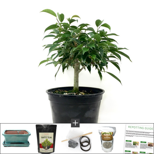 Oriental Ficus Bonsai Tree Kit | Bonsai Outlet
