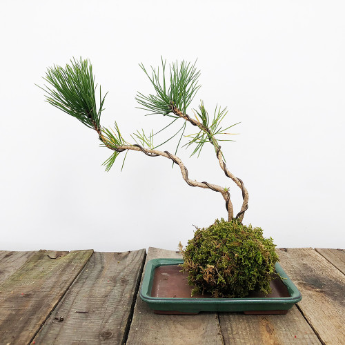 Ginkgo Biloba (Outdoor) Bonsai Outlet