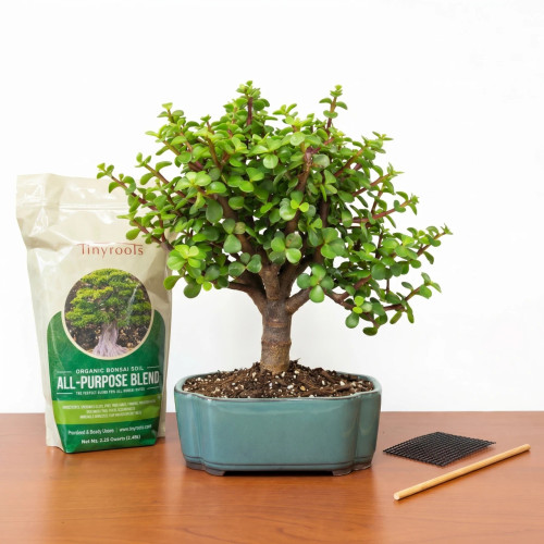 A high-angle, eye-level studio shot features a vibrant green Dwarf Jade bonsai tree (Portulacaria afra) as the focal point, set against a clean, minimalist white background and a polished reddish-brown wooden surface.

The bonsai tree has a thick, textured brown trunk that splits into several sturdy branches, forming a dense, rounded canopy of small, fleshy, succulent-style oval leaves. It is planted in a shallow, octagonal-shaped ceramic pot with a smooth teal-blue glaze. Dark potting soil mixed with small white perlite pieces is visible at the base of the trunk.

To the left of the tree stands a tall, cream-colored bag of "Tinyroots Organic Bonsai Soil All-Purpose Blend," featuring a green label with an image of a mature bonsai. On the right side of the wooden table, two essential repotting tools are neatly placed: a small square of black plastic drainage mesh and a long, slender wooden stick used for working soil around the roots. The entire composition suggests a comprehensive bonsai care or repotting kit, ready for use.