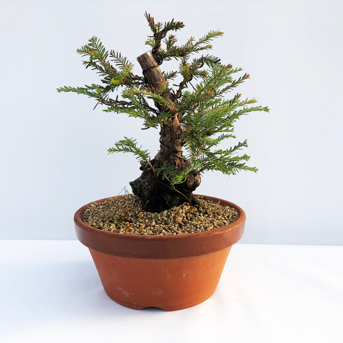 Quality Bonsai Trees & Supplies | 100,000+ Trees Shipped