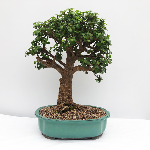 Best Selling Mini Jade Bonsai Ideal for Indoor and Beginners