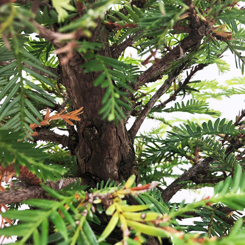 Collected Redwood Bonsai Tree I Bonsai Outlet