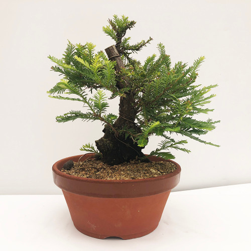 Quality Bonsai Trees & Supplies 100,000+ Trees Shipped