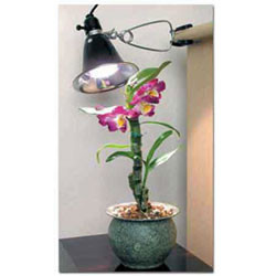 Bonsai Tree Desktop Grow Light Bonsai Outlet