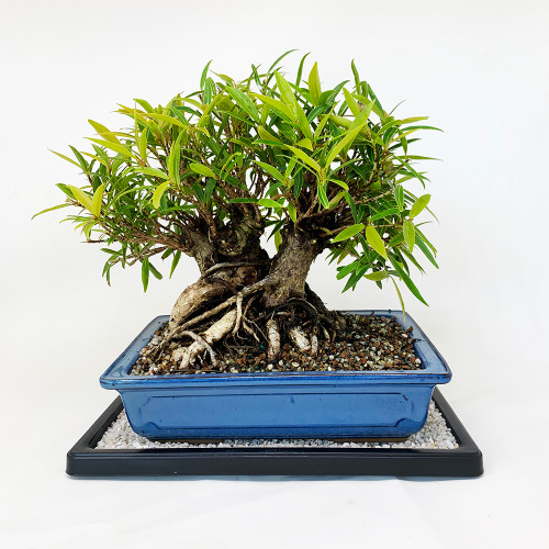 Willow Leaf Ficus Bonsai Tree Bonsai Outlet